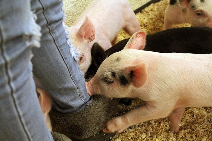 Easts newest piglets chew at students shoes in the FFA lab. This is Easts second year raising pigs.