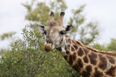 The Safari Diaries