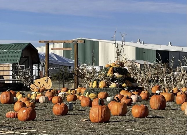 Pumpkins decorate the Cheyenne pumpkin patch.
